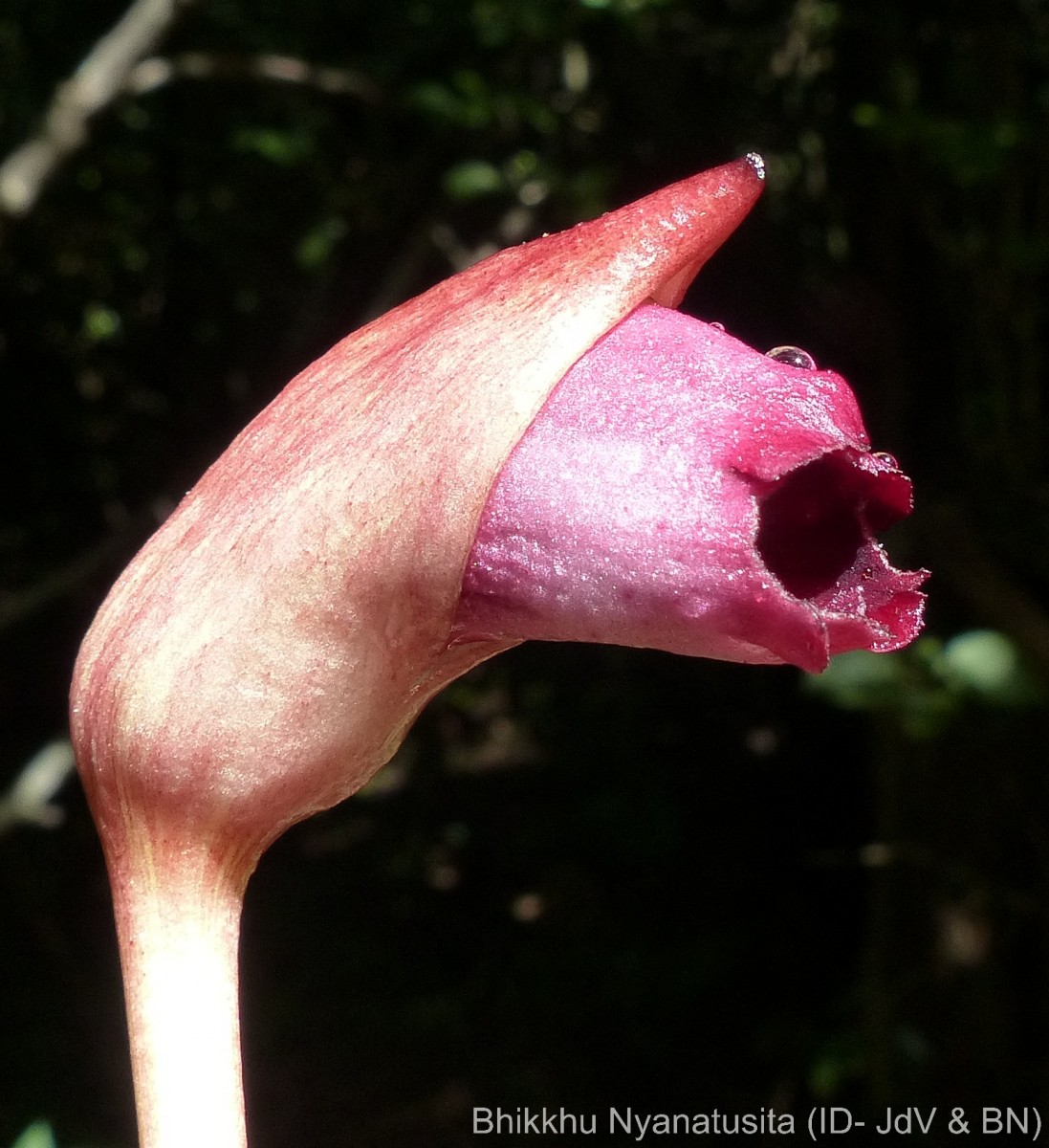 Aeginetia indica L.